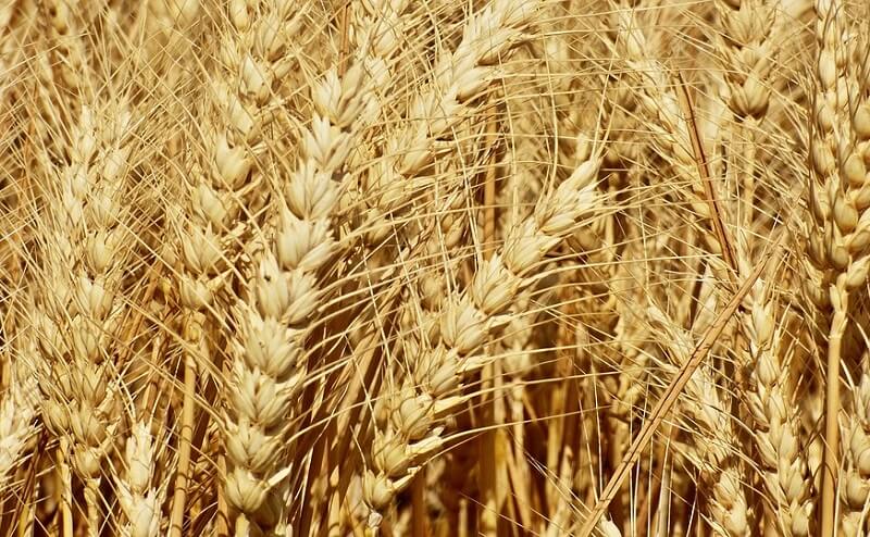 wheat